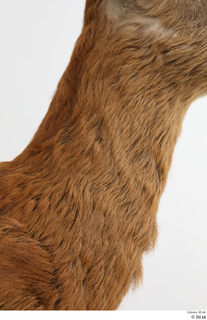 European roe deer neck 0010.jpg